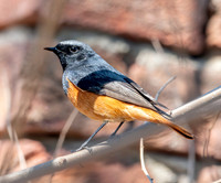 Black redstart