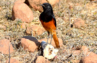 Black redstart