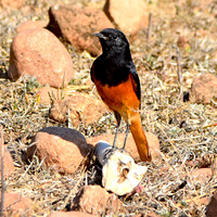 Black redstart