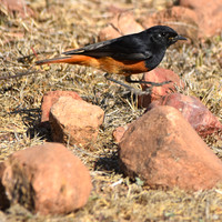 Black redstart