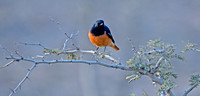 Black redstart