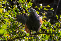 Greater Coucal