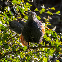 Greater Coucal