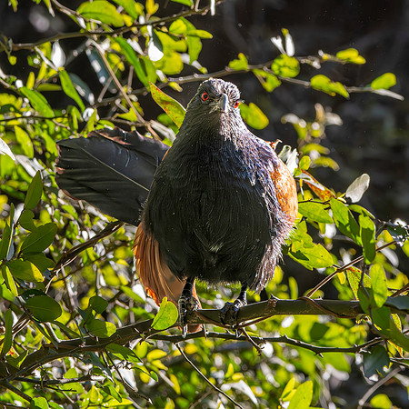 Greater Coucal