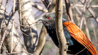 Greater Coucal