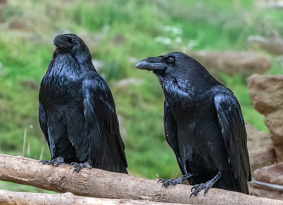 Raven