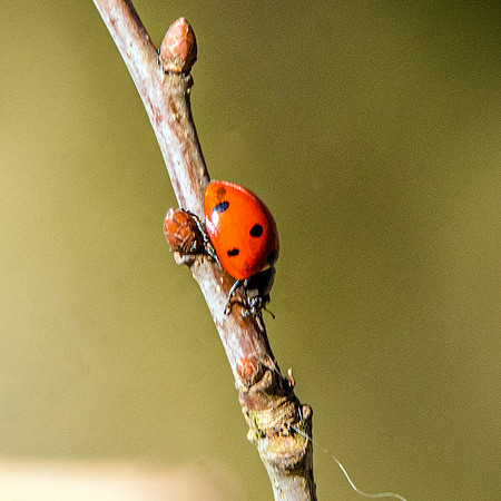 Ladybird