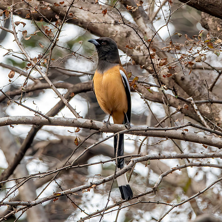 Rufous treepie