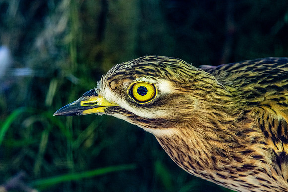 Stone curlew