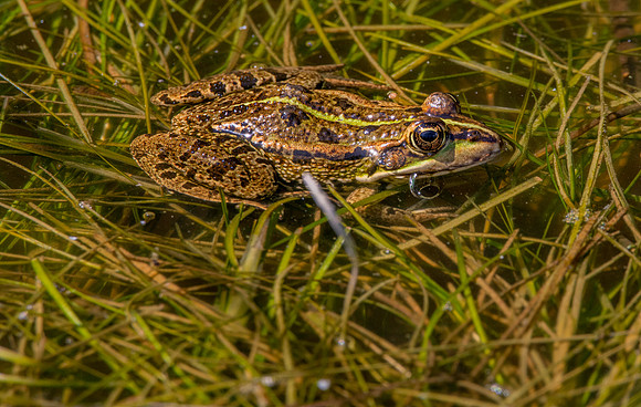Pool frog