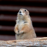 Black tailed prairie dog