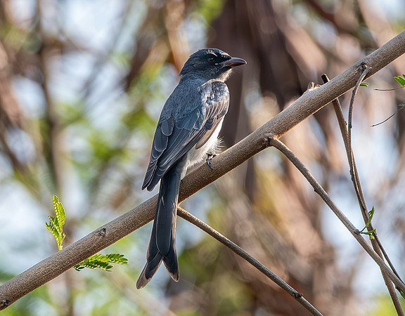White bellied drongo