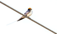 Wire tailed swallow