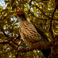 Kalij pheasant, male