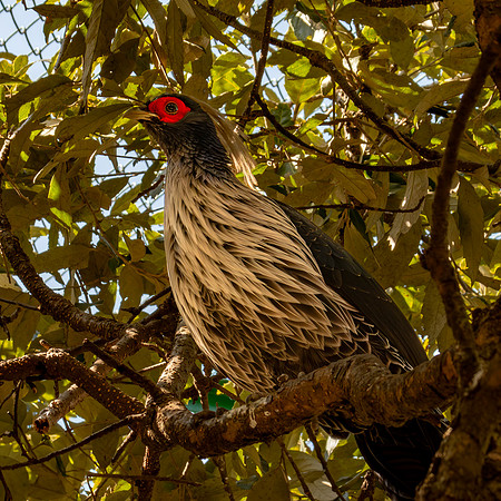 Kalij pheasant, male