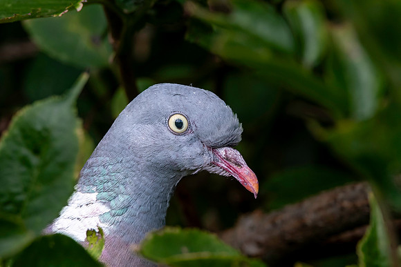 Wood pigeon