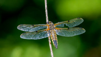 Four spotted chaser