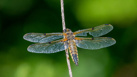 Four spotted chaser