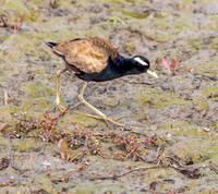 Bronze winged jacana