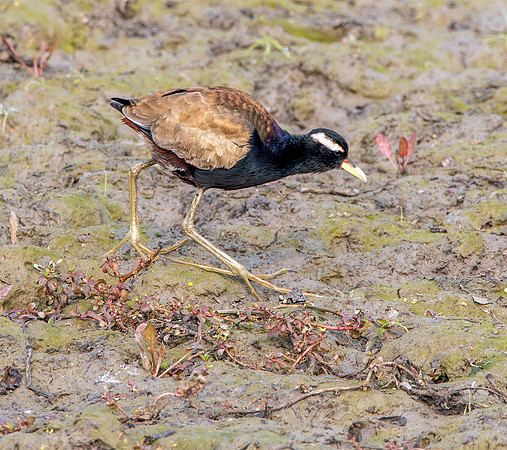 Bronze winged jacana