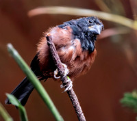 Chestnut bellied seed finch, male