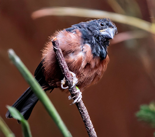Chestnut bellied seed finch, male