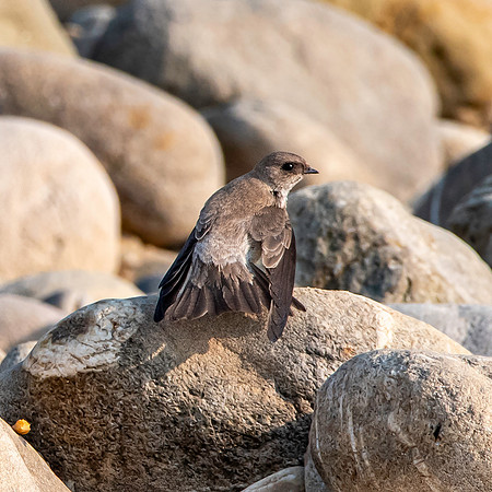 Pale martin