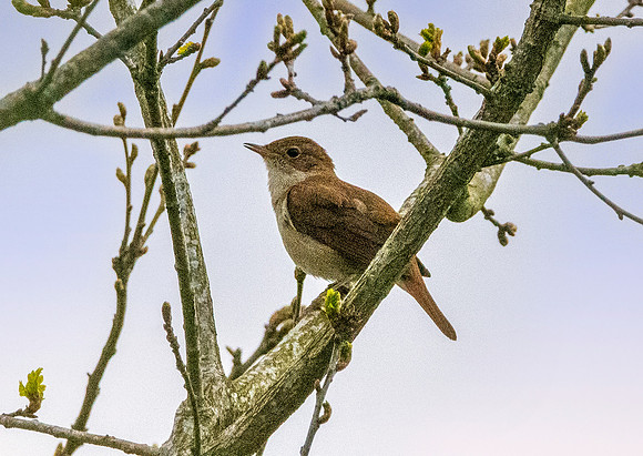 Nightingale