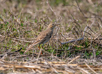 Paddyfield Pipit