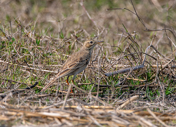 Paddyfield Pipit