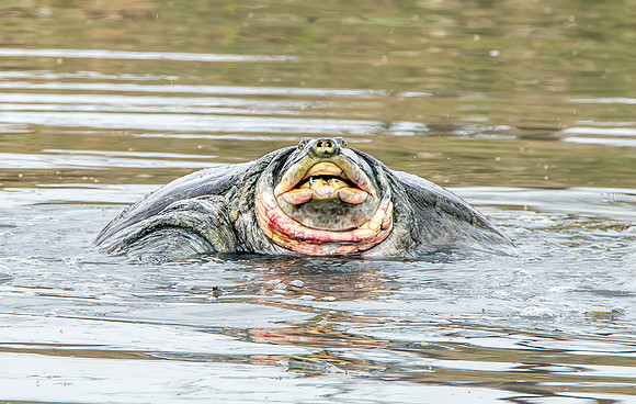 Indian softshell turtle