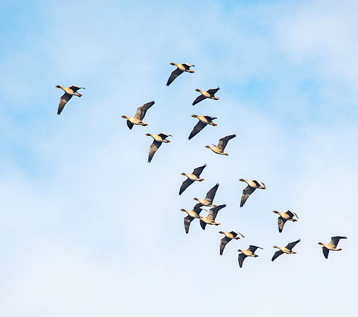Pink footed geese