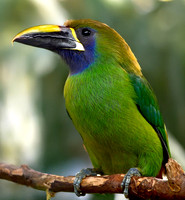 Emerald toucanet