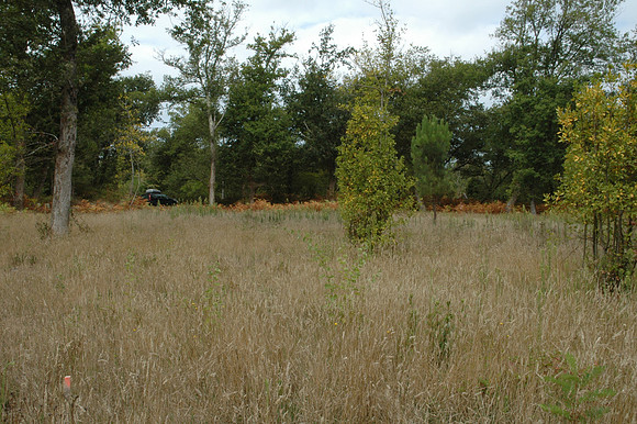 2005