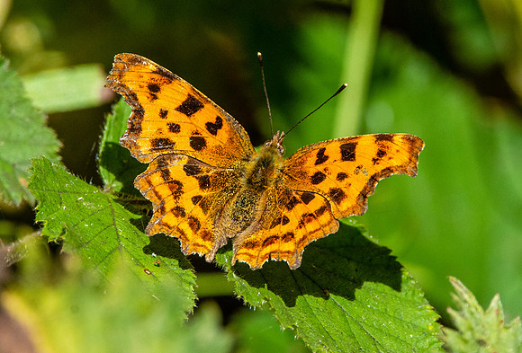 Comma