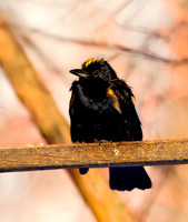 Fulvous crested tanager