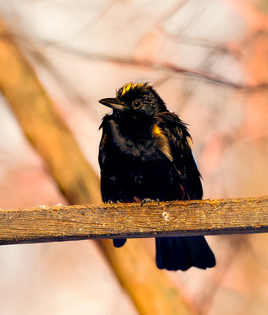 Fulvous crested tanager