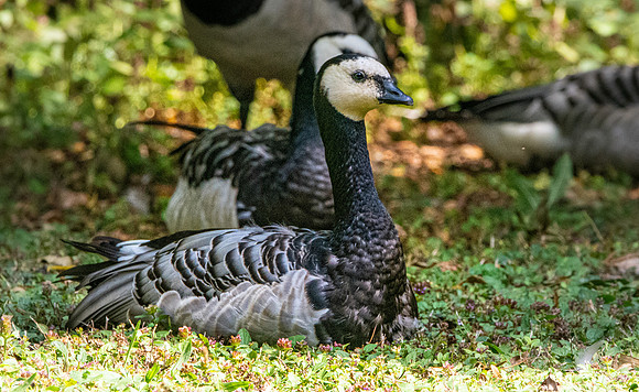 Barnacle goose