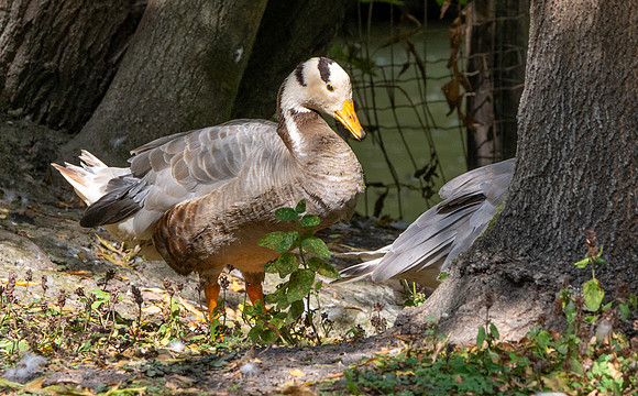 Bar headed goose