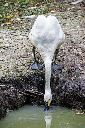 Bewick's swan
