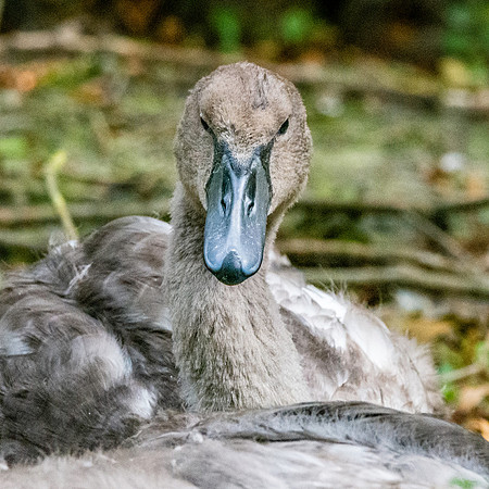 Bewick's swan juvenile