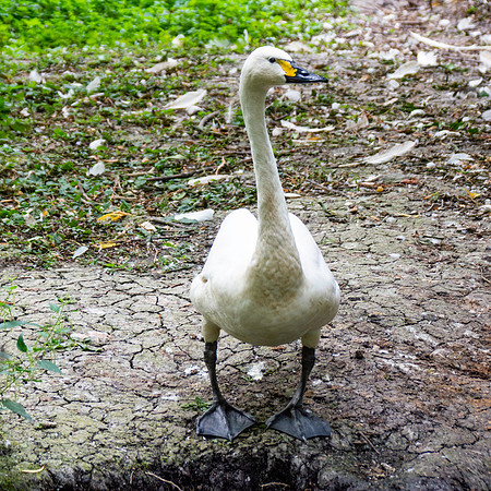 Bewick's swan