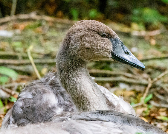 Bewick's swan juvenile