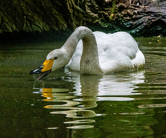 Bewick's swan