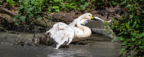 Bewick's swan
