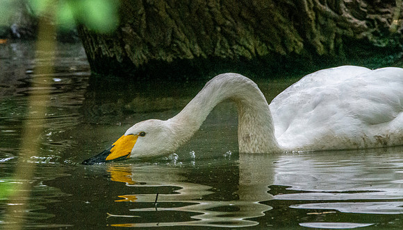 Bewick's swan