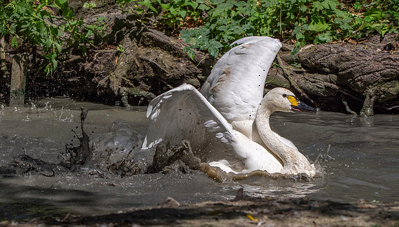 Bewick's swan