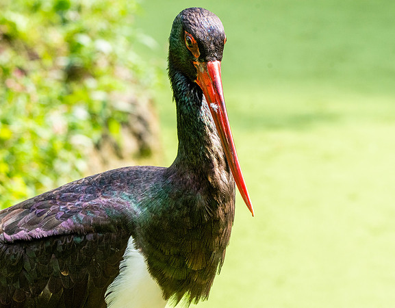 Black stork