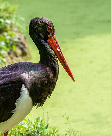 Black stork