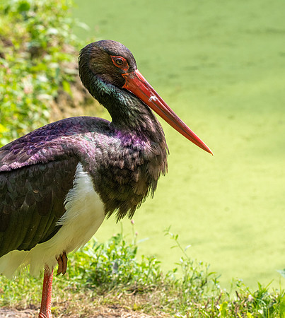 Black stork